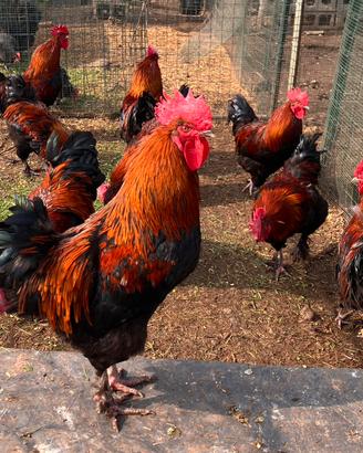 Ultimi galli marans disponibili