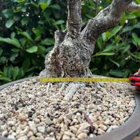 Bonsai