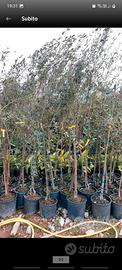 piante di olivo