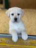 cuccioli-labrador-biondi-2-mesi-disponibili