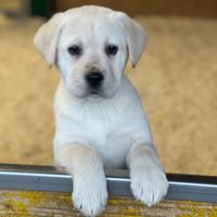 Cuccioli Labrador Biondi 2 mesi disponibili