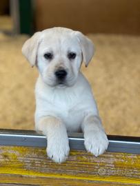 Cuccioli Labrador Biondi 2 mesi disponibili