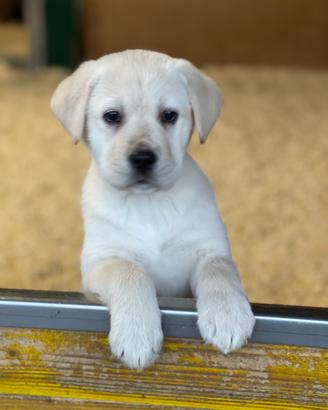 Cuccioli Labrador Biondi 2 mesi disponibili