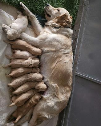 Cuccioli di Golden Retriever