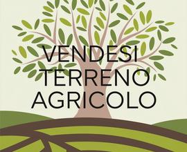 Terreno Agricolo con Uliveto di 6000 mq