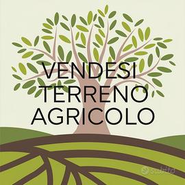 Terreno Agricolo con Uliveto di 6000 mq