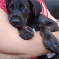 Incrocio cane corso