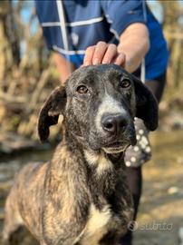 TIGROTTO 2 anni MIX GALGO