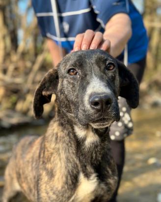 TIGROTTO 2 anni MIX GALGO