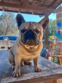 Bulldog francese per Monta