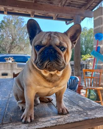 Bulldog francese per Monta