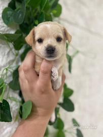 Mini chihuahua Pincher Toy da borsetta