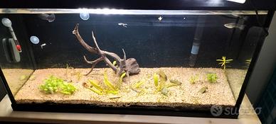  acquario acqua dolce 