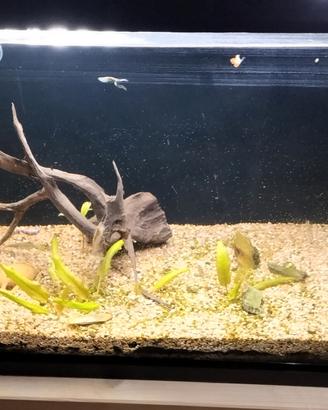  acquario acqua dolce 