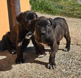 Cuccioli Cane Corso