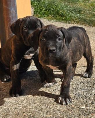 Cuccioli Cane Corso
