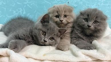 Gattini scottish fold e straight