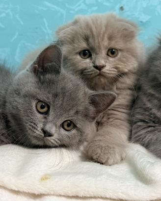 Gattini scottish fold e straight