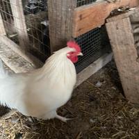 Gallo