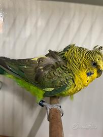 Bw possibile portatore Bf