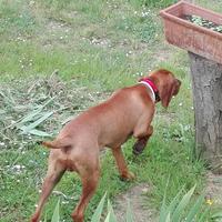 Disponibile per monta Bracco Ungerese