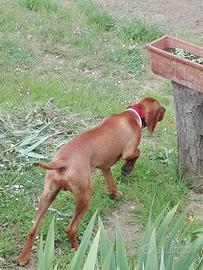 Disponibile per monta Bracco Ungerese