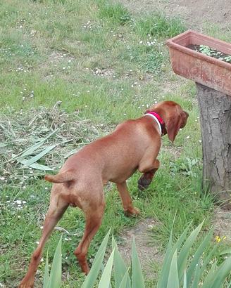 Disponibile per monta Bracco Ungerese
