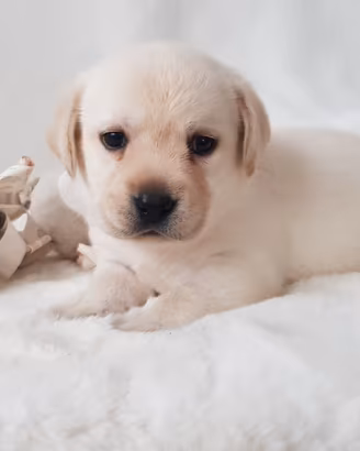 Cuccioli di Labrador Retriever