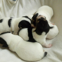 Cuccioli Jack Russel