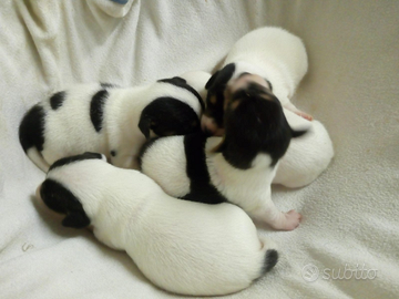 Cuccioli Jack Russel