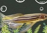 Brachydanio rerio pinna velo
