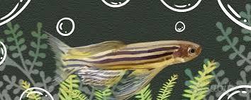Brachydanio rerio pinna velo