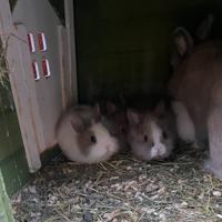 Cuccioli coniglio nano testa di leone