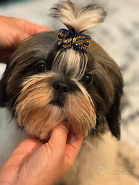 Shih Tzu con pedigree allevamento