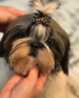 Shih Tzu con pedigree allevamento