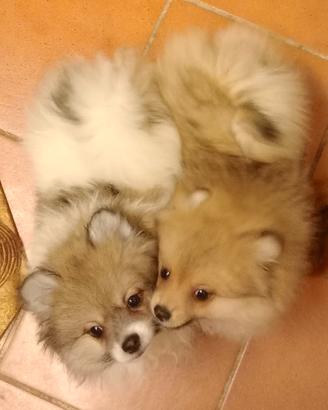 Cuccioli di volpino spitz tedesco piccolo