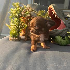 chihuahua maschietto pelo lungo pedigree enci 