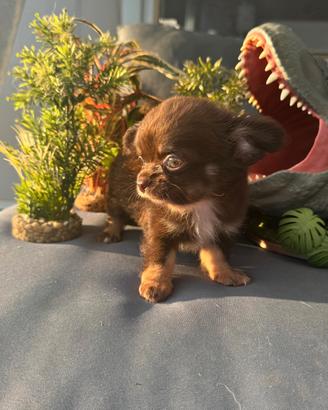 chihuahua maschietto pelo lungo pedigree enci 