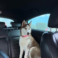 Siberian Husky