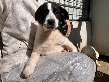 Oliver maschio 2 mesi taglia medio grande