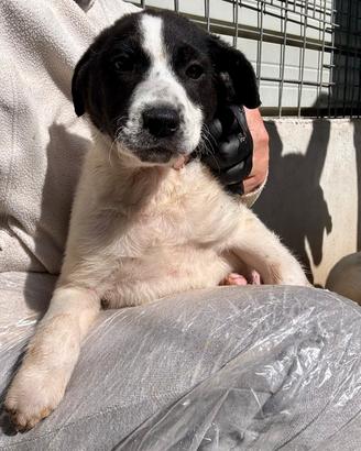 Oliver maschio 2 mesi taglia medio grande