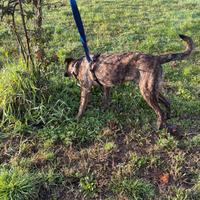 Cucciolo cane maschio dolce compatibile con tutti