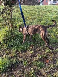 Cucciolo cane maschio dolce compatibile con tutti