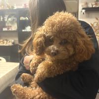 Barboncino mini mini toy per accoppiamento