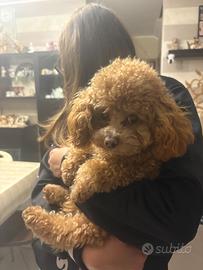 Barboncino mini mini toy per accoppiamento