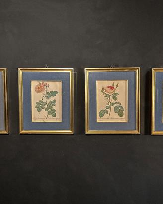 4 Stampe Botaniche