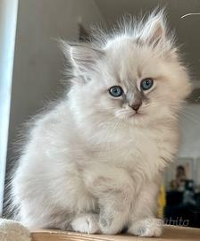 Gattini Siberiani Neva Masquerade