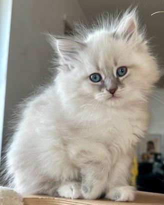 Gattini Siberiani Neva Masquerade