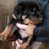 Cuccioli di Rottweiler