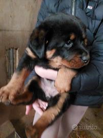 Cuccioli di Rottweiler